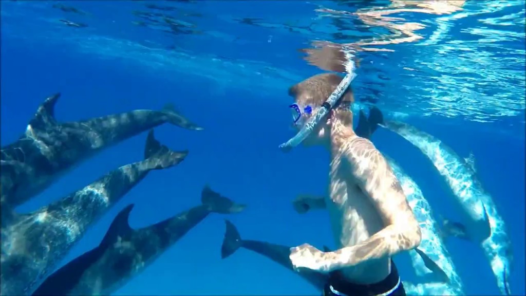 Vidéo – Bahamas –  Ce jeune homme vit un moment spécial avec des dauphins… !