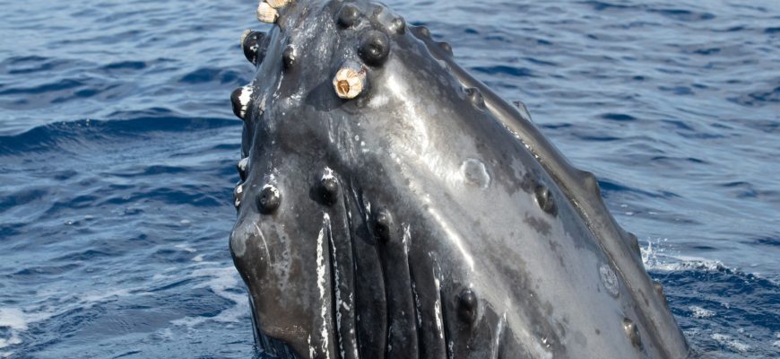 Réseau-Cétacés – Les Baleines Migrent Chaque Année Pour Se Nourrir, Se ...